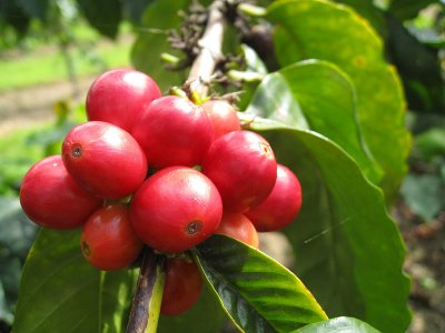 055coffeebeans2.jpg