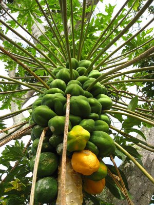 056papaya.jpg