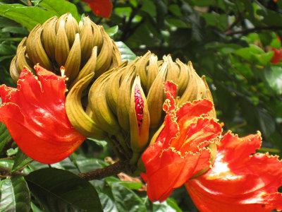063edenfruit.jpg