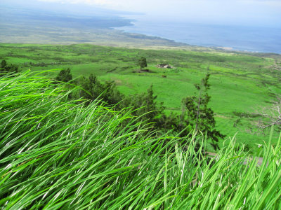 087furiousgrasses.jpg