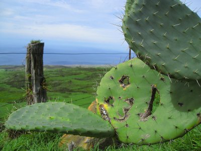 089posinggrasses.jpg