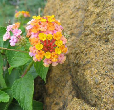 103candyflowers.jpg