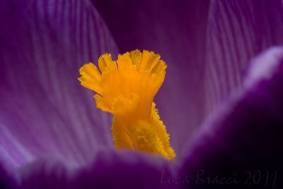 Crocus.jpg
