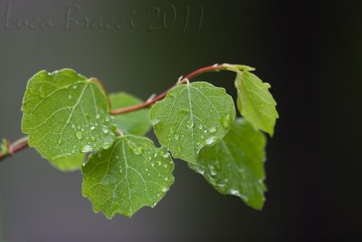 foglie