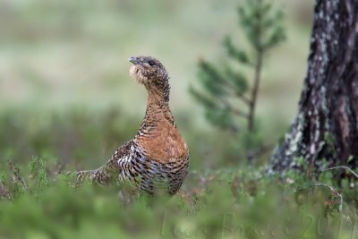 Capercaillie (Tetrao urogallus)