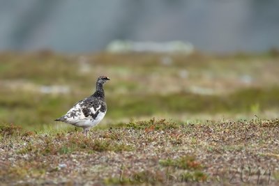 pernice-bil-bianco.jpg