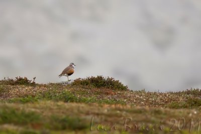 Dotterel (Charadrius morinellus)