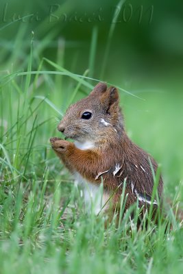 Squirrel (Sciurus vulgaris)