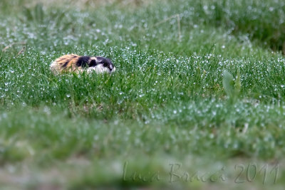 Lemming (Lemmus lemmus)