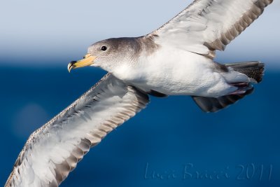 Scopoli's Shearwater (Calonectris d.diomedea)