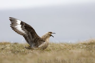 Bonxie.jpg