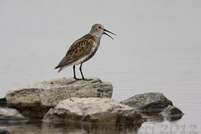 Dunlin.jpg