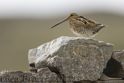 Snipe.jpg