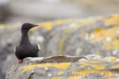 Black-Guillemot.jpg