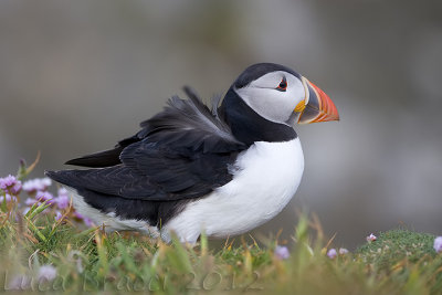 Puffin.jpg