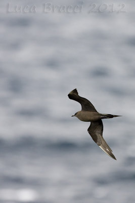 Artic Skua (dark morph)