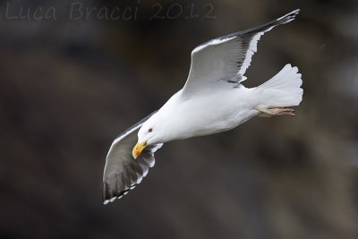 Great-Black-backed-Gull.jpg