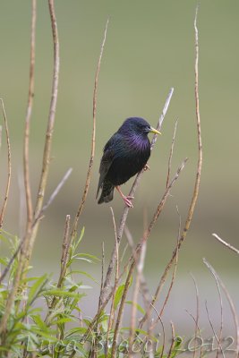 Starling.jpg