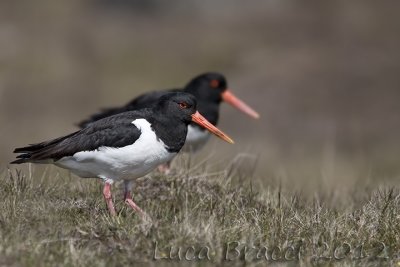 Oystercatcher.jpg