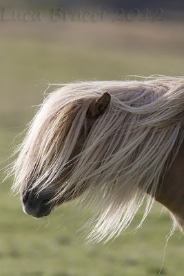 Pony-Shetland.jpg