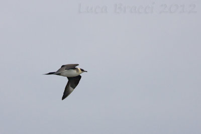 Artic-Skua-pale-morph.jpg
