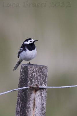 Pied-Wagtail.jpg