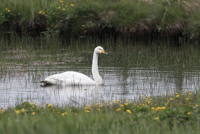 Whooper-Swan.jpg