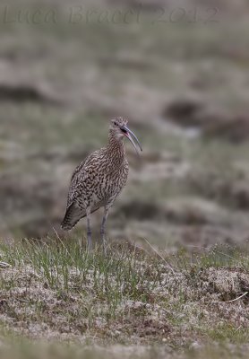 Curlew.jpg
