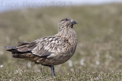 Great-Skua.jpg