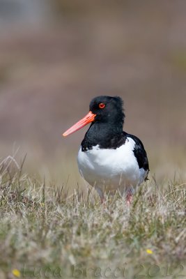 Oystercatcher-.jpg