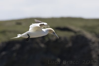 Gannet.jpg