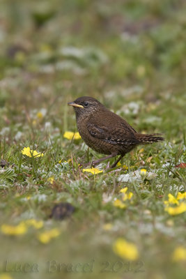 Wren-juv.jpg
