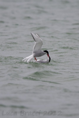 Artic-terns.jpg