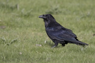 Raven.jpg