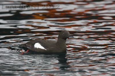 Black-Guillemot-with--boat-shadow.jpg