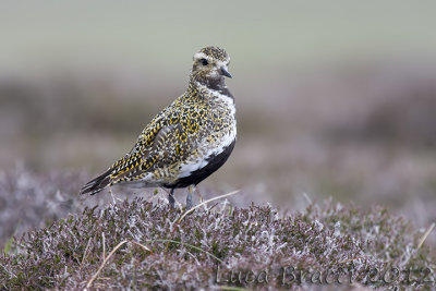 Golden-plover.jpg