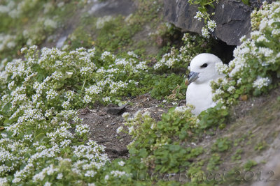 Fulmar-with-flovers.jpg