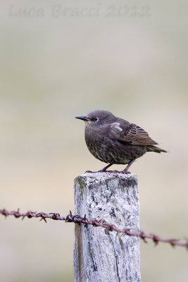 Starling-juv.jpg
