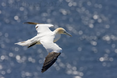 Gannet.jpg