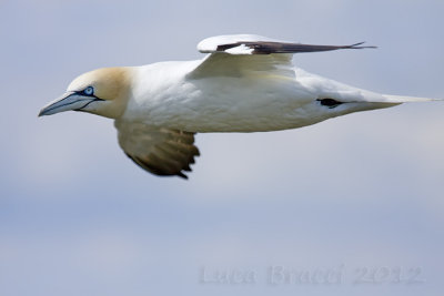 Gannet-.jpg