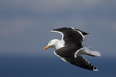 Great-Black-backed-Gull.jpg