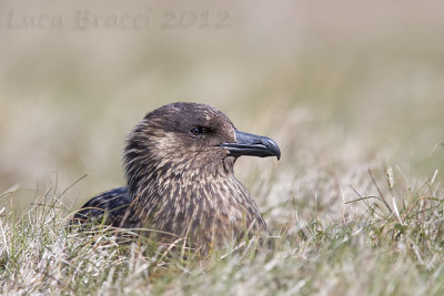 Skua.jpg