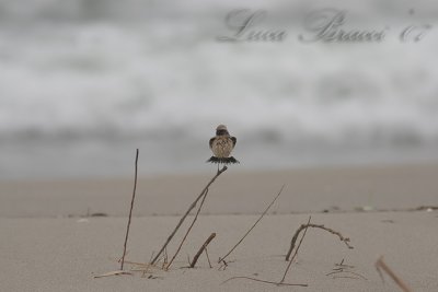 Desert wheatear (oenanthe deserti)