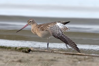 Bar-tailed Godwit (Limosa lapponica)