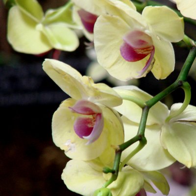 orchidaceae