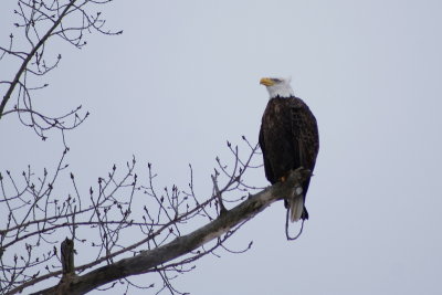 Aigle  tte blanche