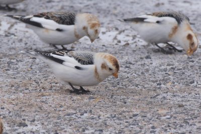 Plectrophane des neiges (Snow Bunting)