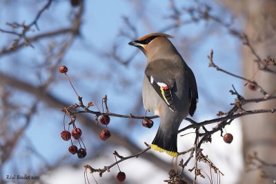 Jaseur boral (Bohemian Waxwing