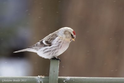 Sizerin blanchtre (Hoary Redpoll)