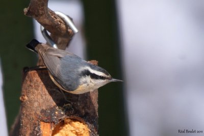 Sittelle  poitrine rousse (Red-breasted Nuthatch)